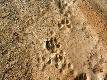 Lab tracce degli animali