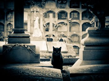 Gatti Neri Gatti Bianchi a Roma