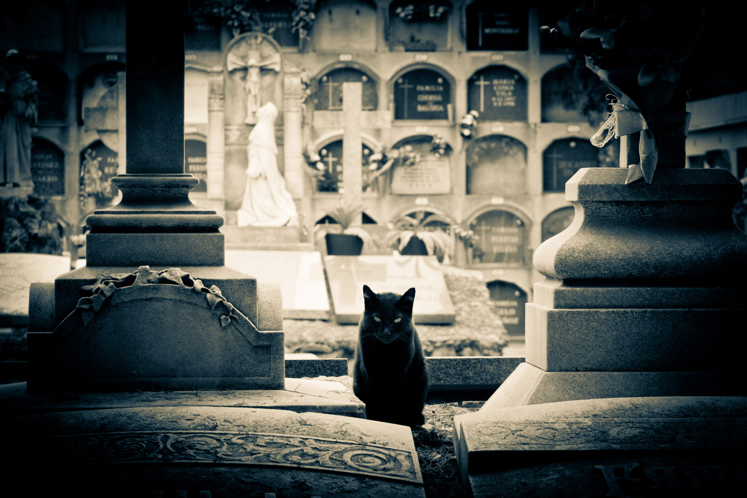 Gatti Neri Gatti Bianchi a Roma