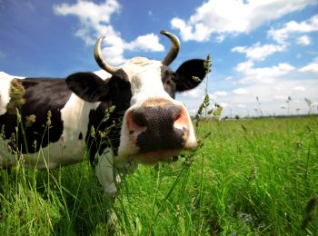 La Centrale del Latte di Torino vuole bene agli animali
