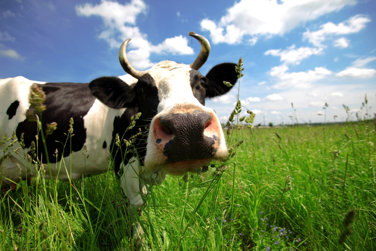 La Centrale del Latte di Torino ottiene la certificazione del benessere animale