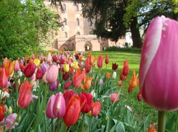Messer Tulipano