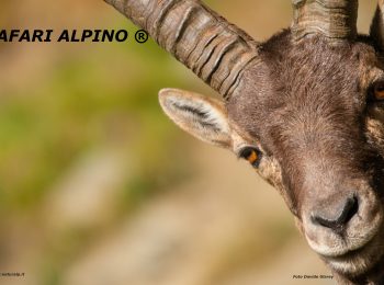 Safari Alpino® Famiglie