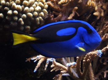 Aquarium Show