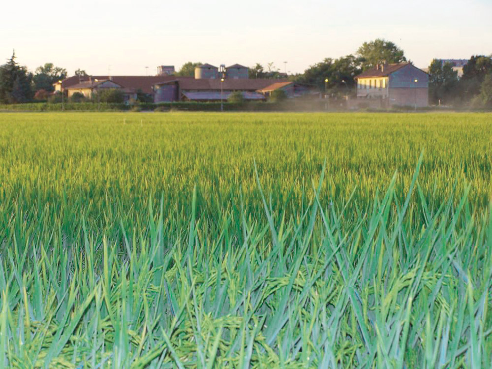 Alla scoperta delle cascine di Milano, nel verde della città