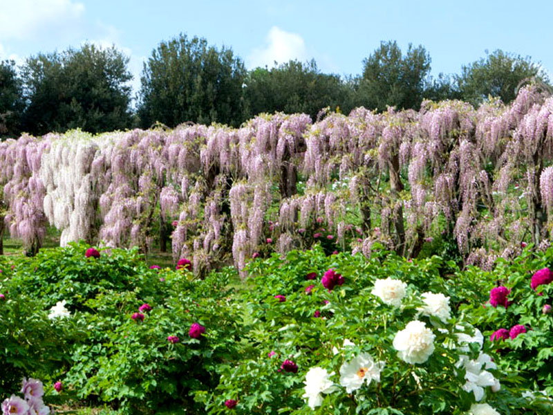 GG primavera e giardini in fiore in italia5