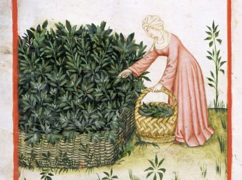 Le erbe e il loro uso nel mondo antico