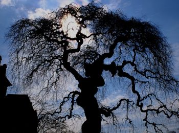 Visita guidata serale dell’Orto Botanico