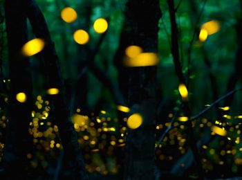 Lab asine cavalla e Luci d’estate: le lucciole