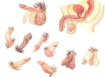 la forma corretta del pene durante lerezione