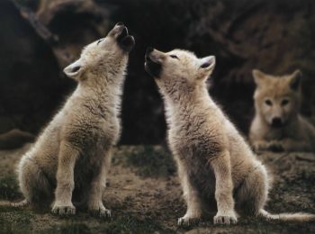 Il ritorno del lupo