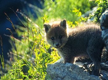 Simpatici o antipatici: la fauna del parco è social?