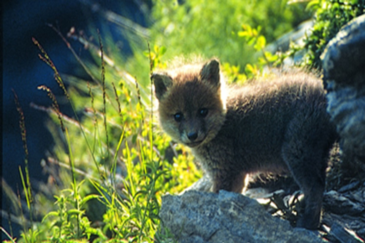 Simpatici o antipatici: la fauna del parco è social?
