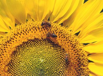 Welcome to the Botanic Gardens 2018