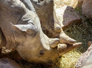 I rinoceronti a Torino? Naturale, sono a Zoom