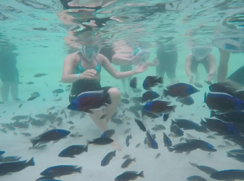 A Zoom il bagno si fa coi piranha. Ma sono vegetariani