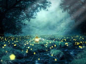 La notte delle lucciole 2018 – Vallombrosa (FI)