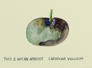 Flora, fauna e frutta