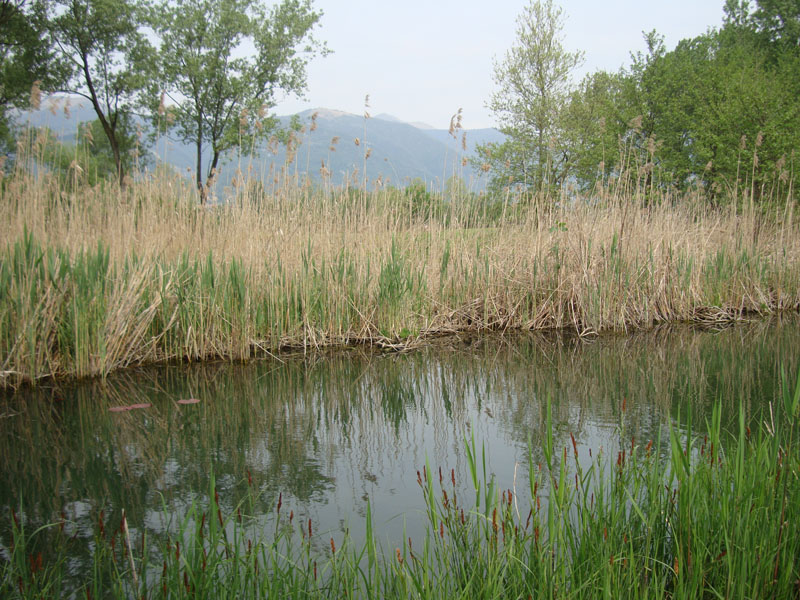 Sul lago argentato