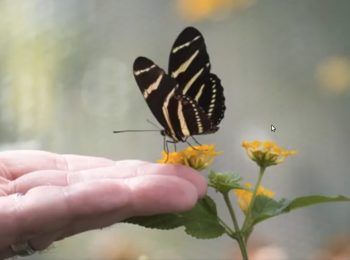 Alla scoperta dello straordinario mondo degli insetti