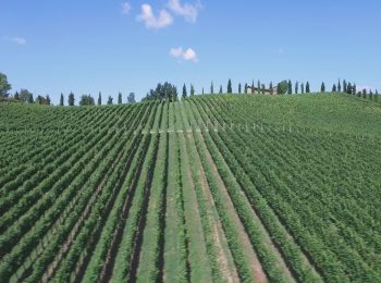 Cantine Aperte in Vendemmia 2018