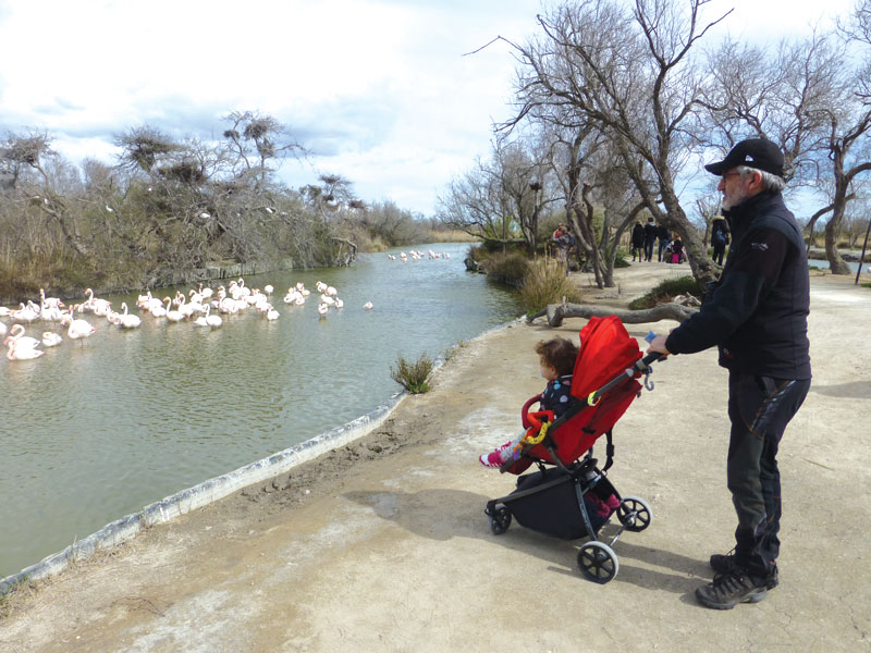 GG birdwatching formato famiglia4