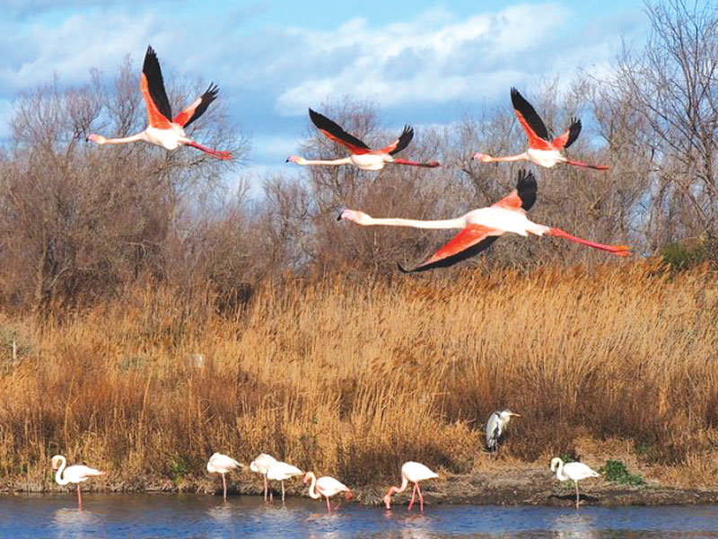 GG birdwatching formato famiglia6