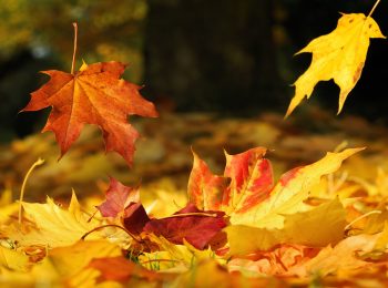 Oasi Zegna in novembre, immersi nelle foglie colorate