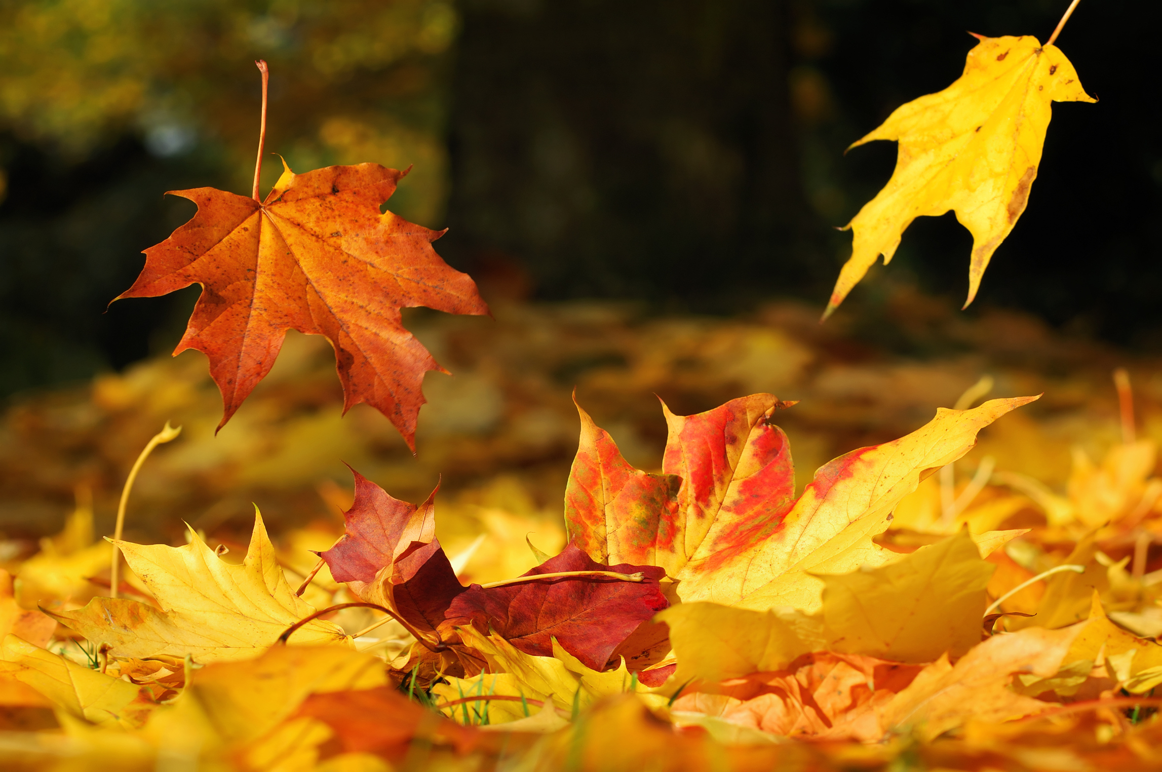 Oasi Zegna in novembre, immersi nelle foglie colorate