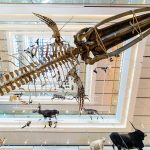 GG muse museo delle scienze trento