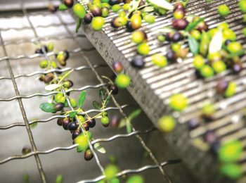 La raccolta delle olive. Idee per una gita tra raccolta, lab e degustazioni