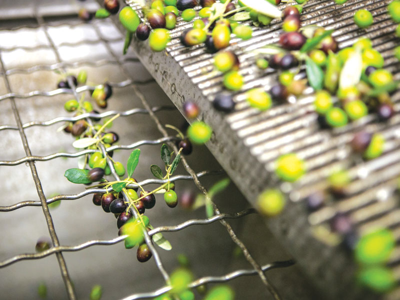 La raccolta delle olive. Idee per una gita tra raccolta, lab e degustazioni