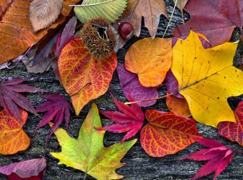 Festa d’Autunno
