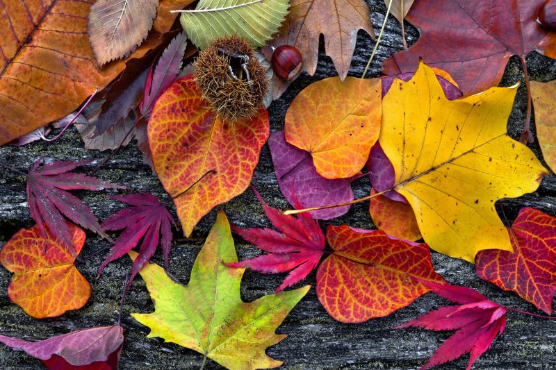 Festa d’Autunno