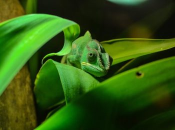 Kryptòs, una mostra di animali stupefacenti all’Ecomuseo del Freidano