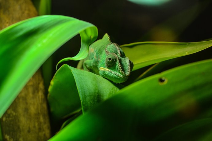 Kryptòs, una mostra di animali stupefacenti all’Ecomuseo del Freidano