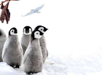 Cinque bei documentari Netflix da guardare con i bambini