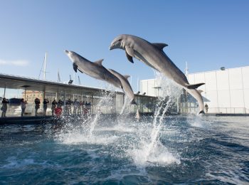 All’Acquario di Genova gratis da Torino e Milano