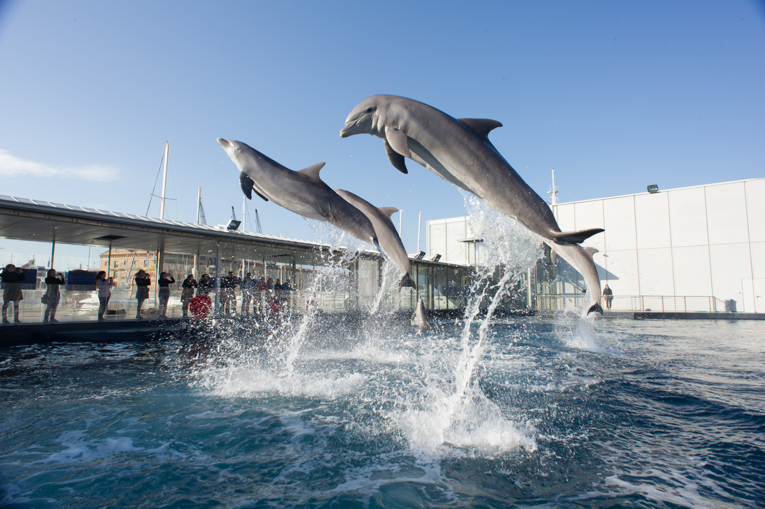 All’Acquario di Genova gratis da Torino e Milano