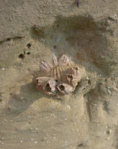 Affioramenti fossili nell'astigiano