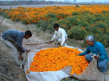 Con i bambini marzo al PAV parla di fiori e città