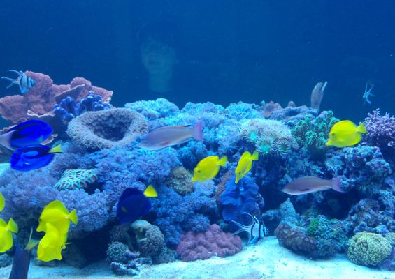 Museo dei Fossili di Asti acquario preistorico