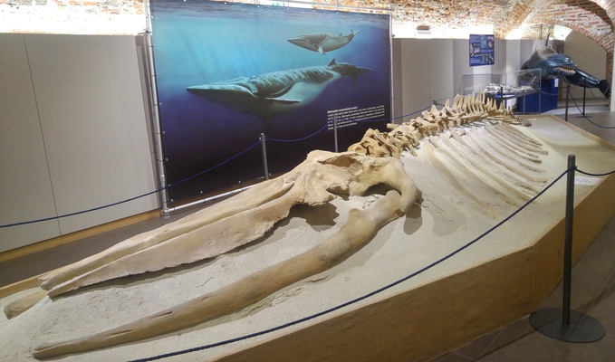 Museo dei Fossili di Asti balena preistorica