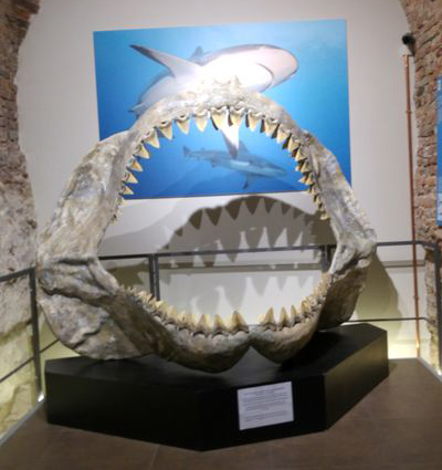 Museo dei Fossili di Asti squalo preistorico