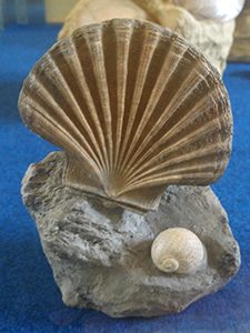Museo dei Fossili di Asti conchiglia fossile
