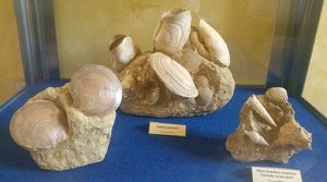 Museo dei Fossili di Asti conchiglie fossili