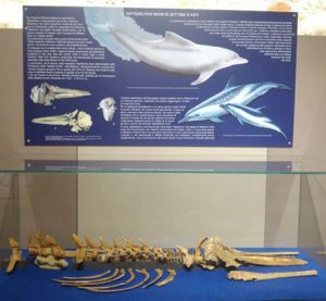 Museo dei Fossili di Asti delfino fossile