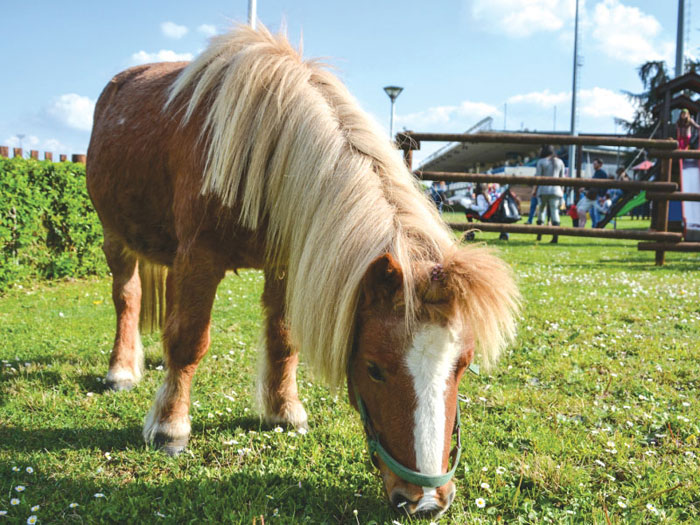 GG cavalli in piemonte2