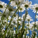 GG festa di primavera