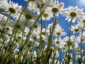 GG festa di primavera